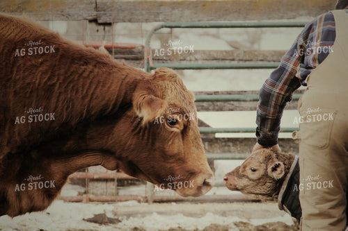 Cow-Calf in Farmyard 95010