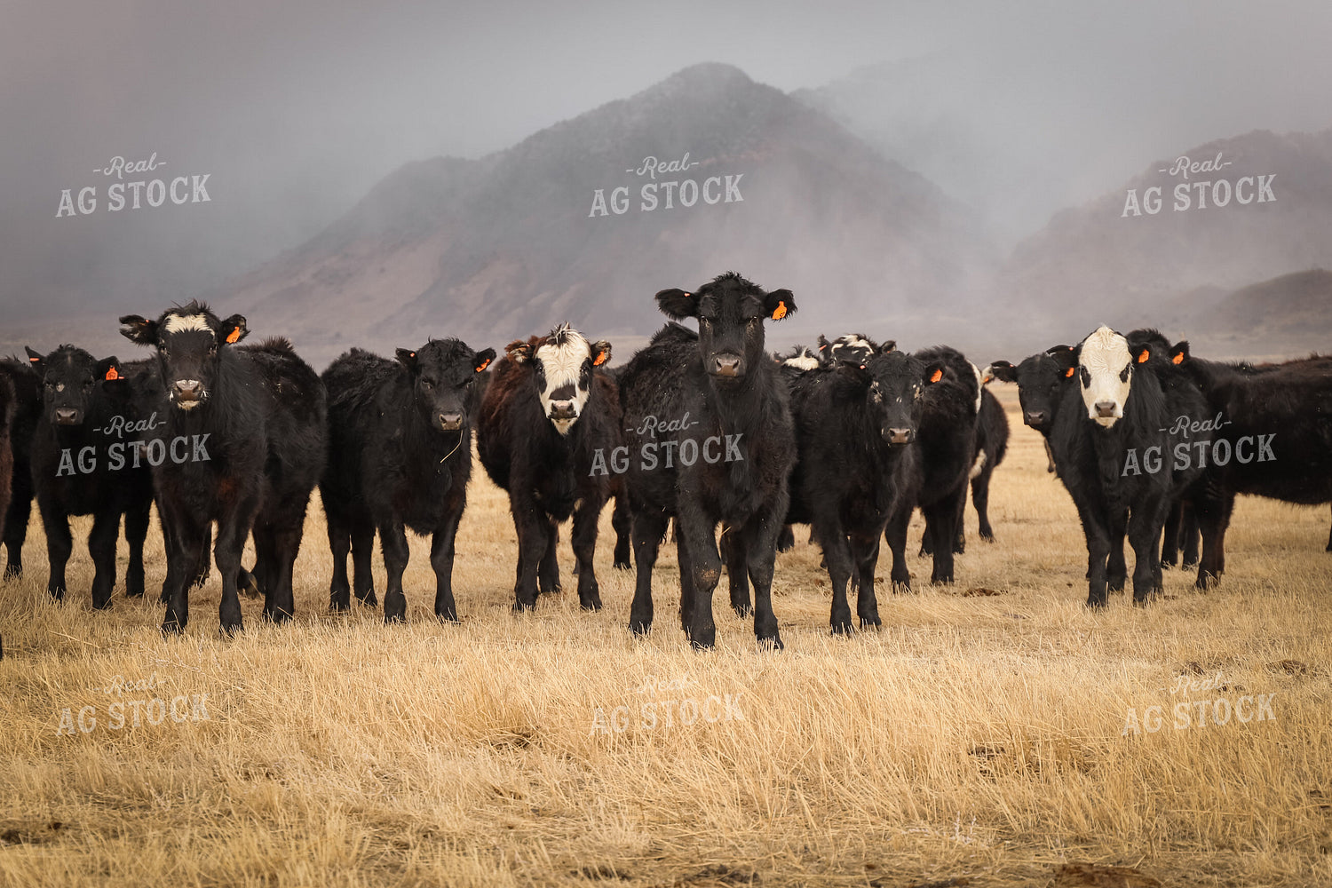 Weaned Angus and Black Baldy Calves 78231