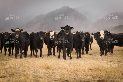Weaned Angus and Black Baldy Calves 78231