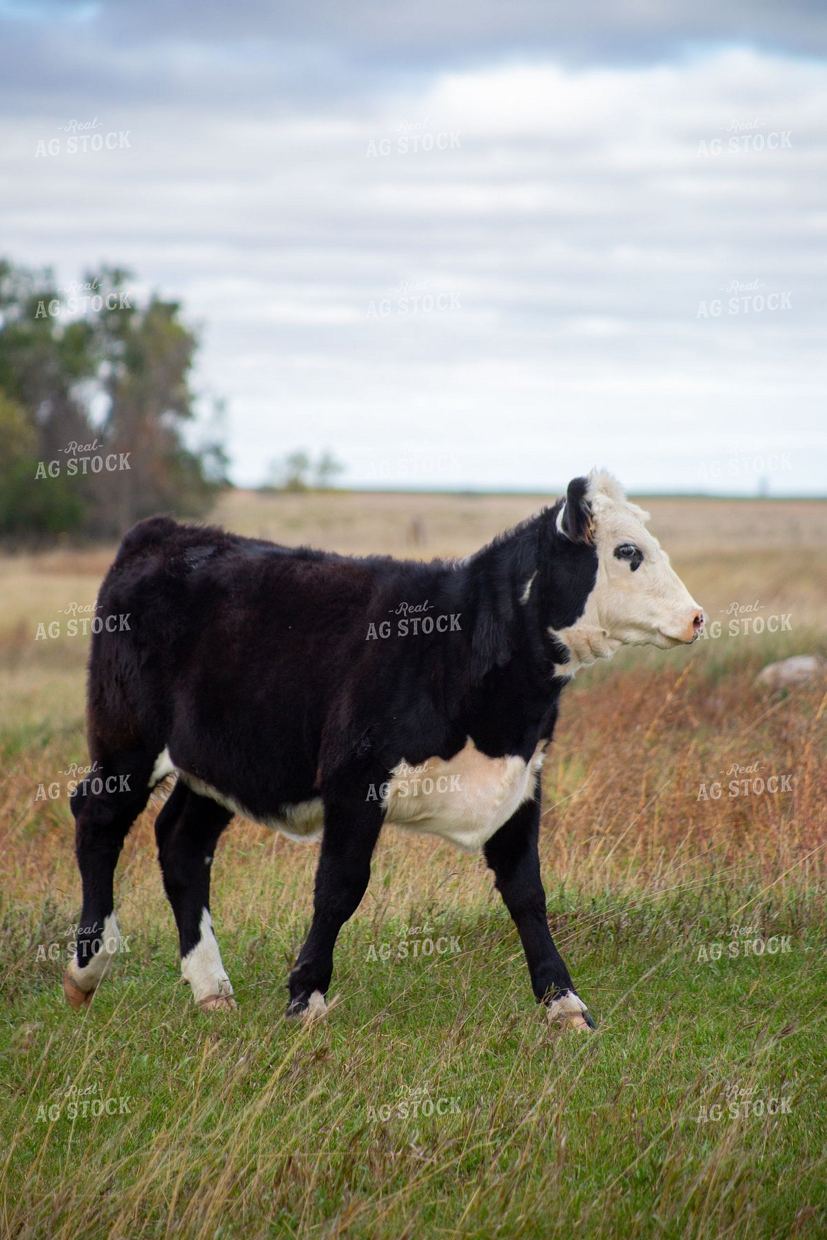 Black Baldy Calf Walking Through Fall Pasture 406029
