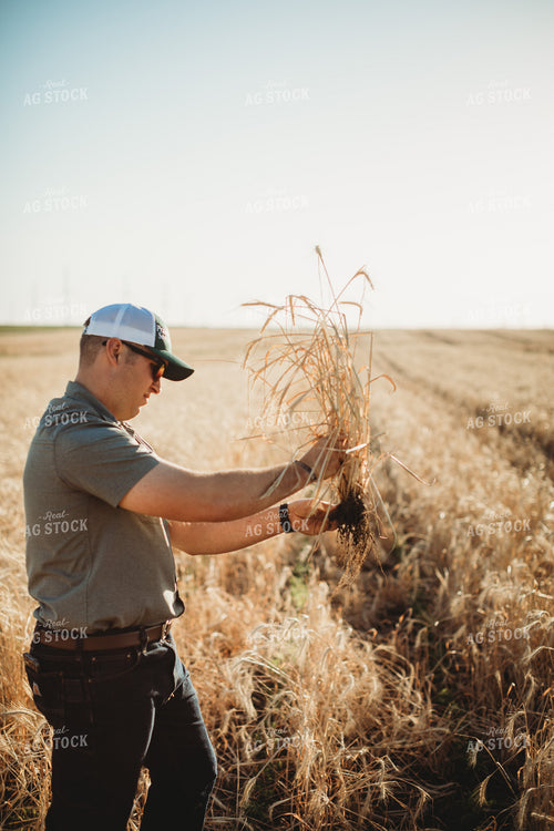 Farmer Agronomist Examining Dug Up Rye Cover Crop 5833