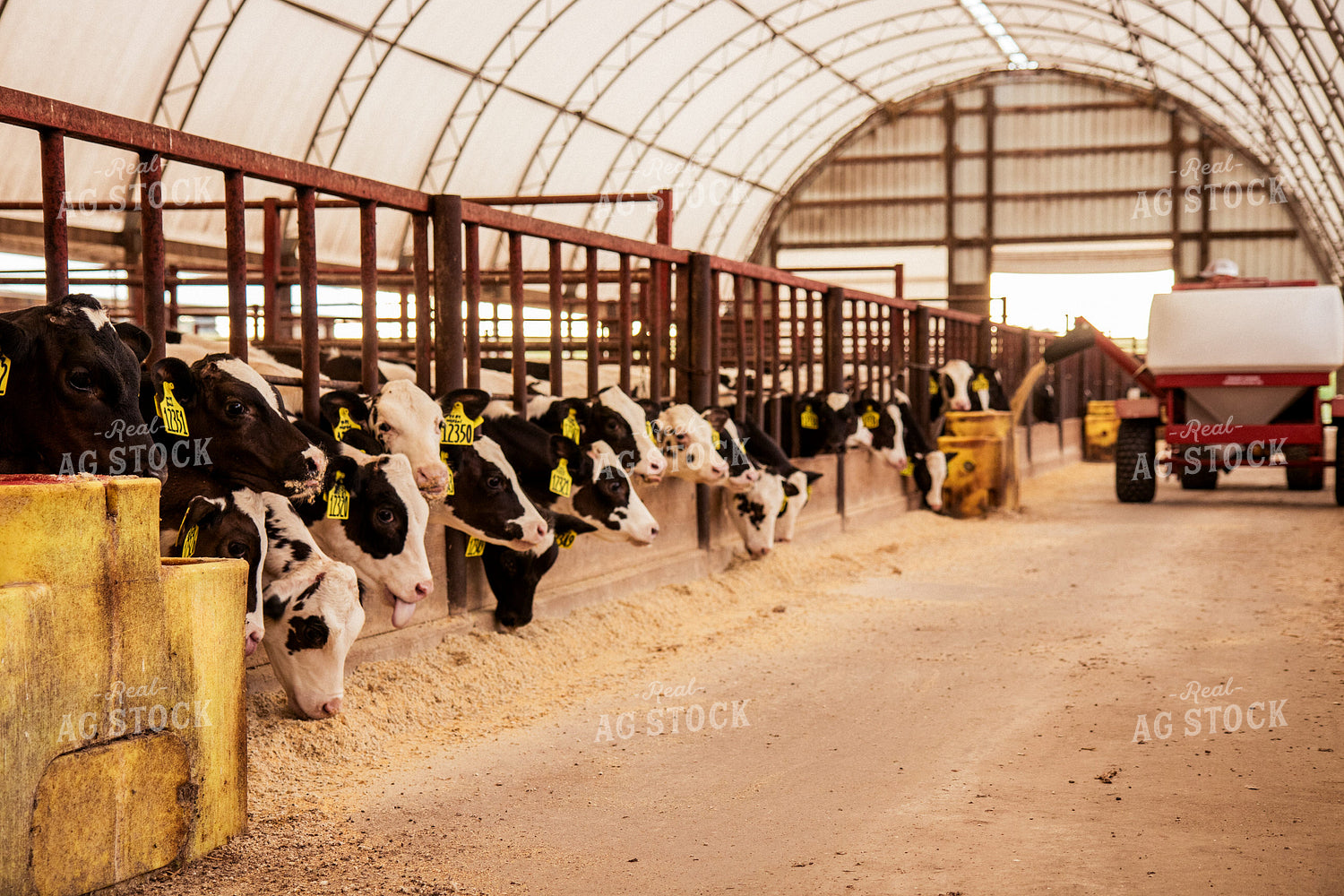 Feeding Total Mixed Ration to Holstein Cattle 67386