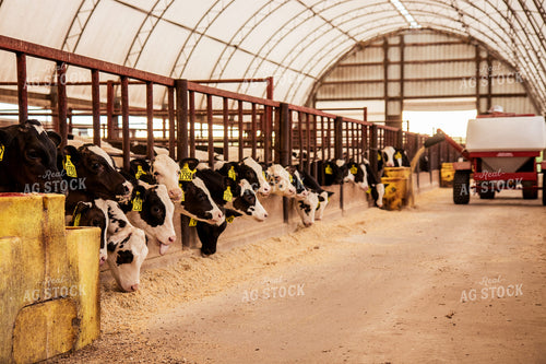 Feeding Total Mixed Ration to Holstein Cattle 67386