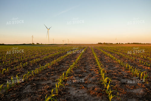 Corn Field with Windmills 67115