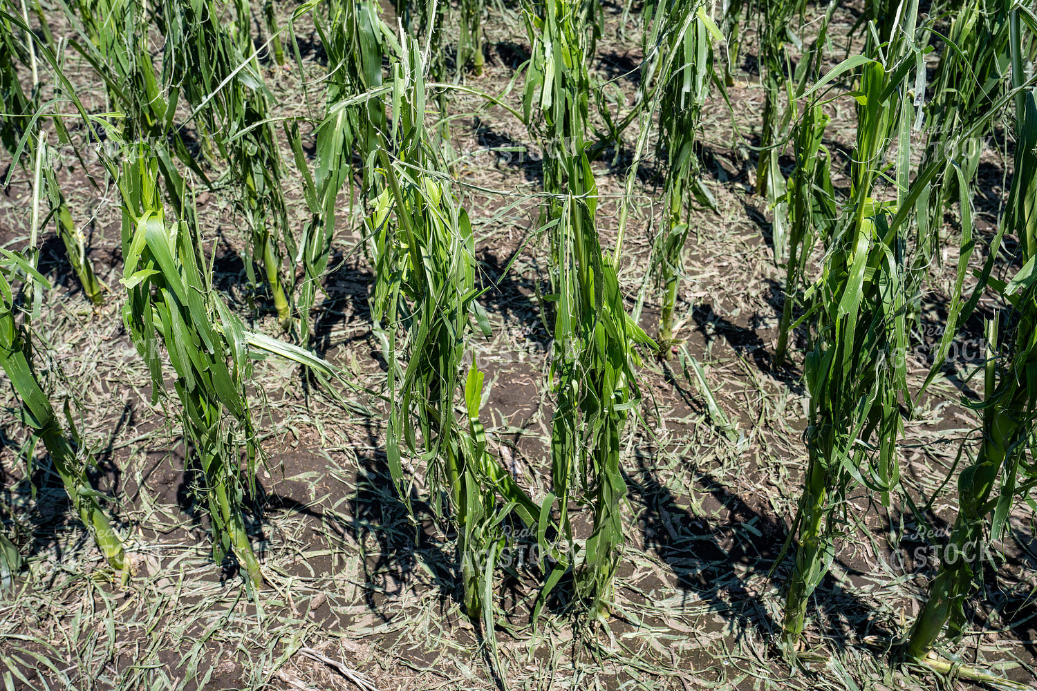 Hai Damaged Corn Field 65895