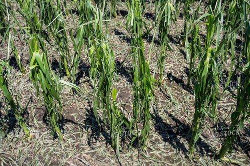 Hai Damaged Corn Field 65895