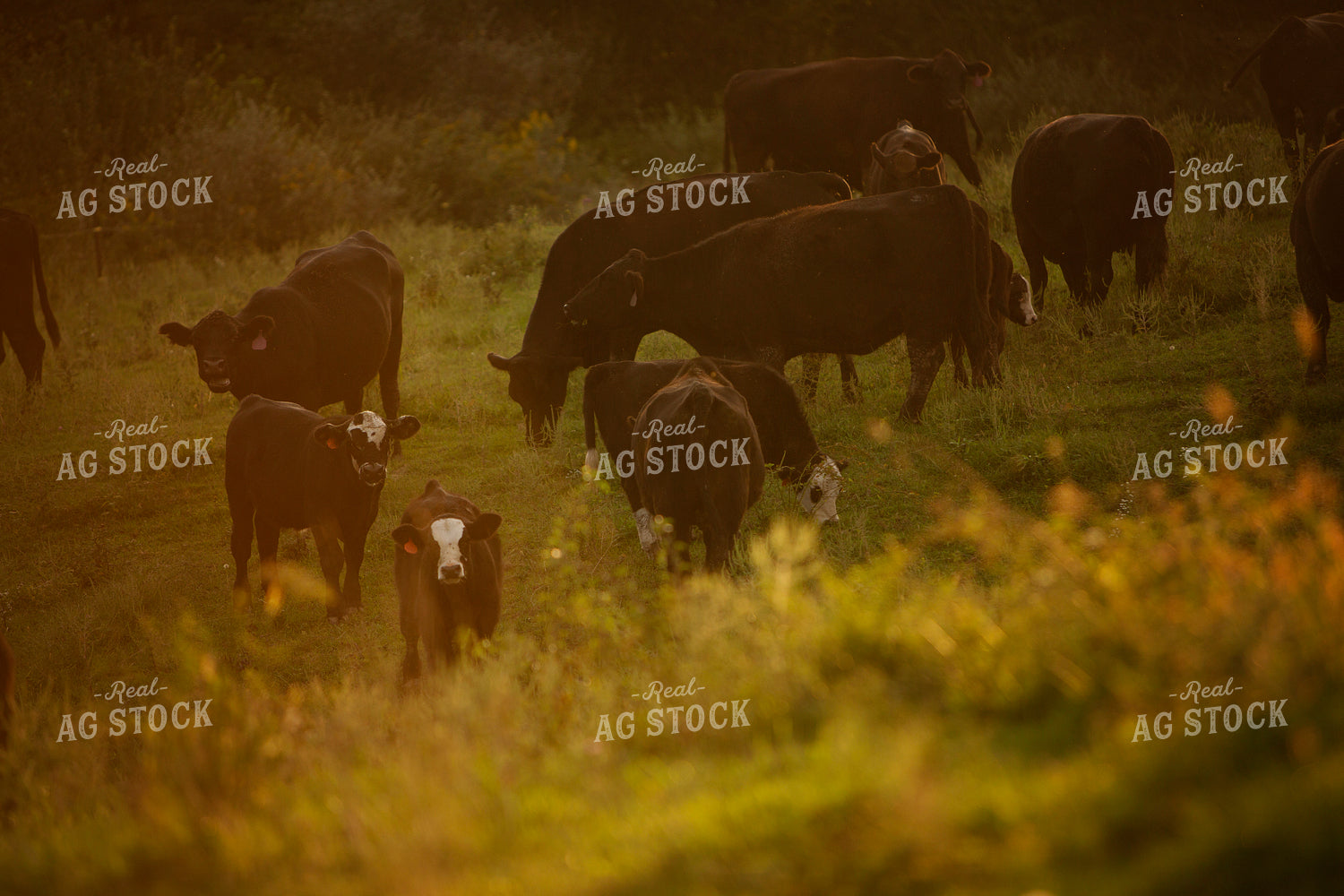 Cattle 2423