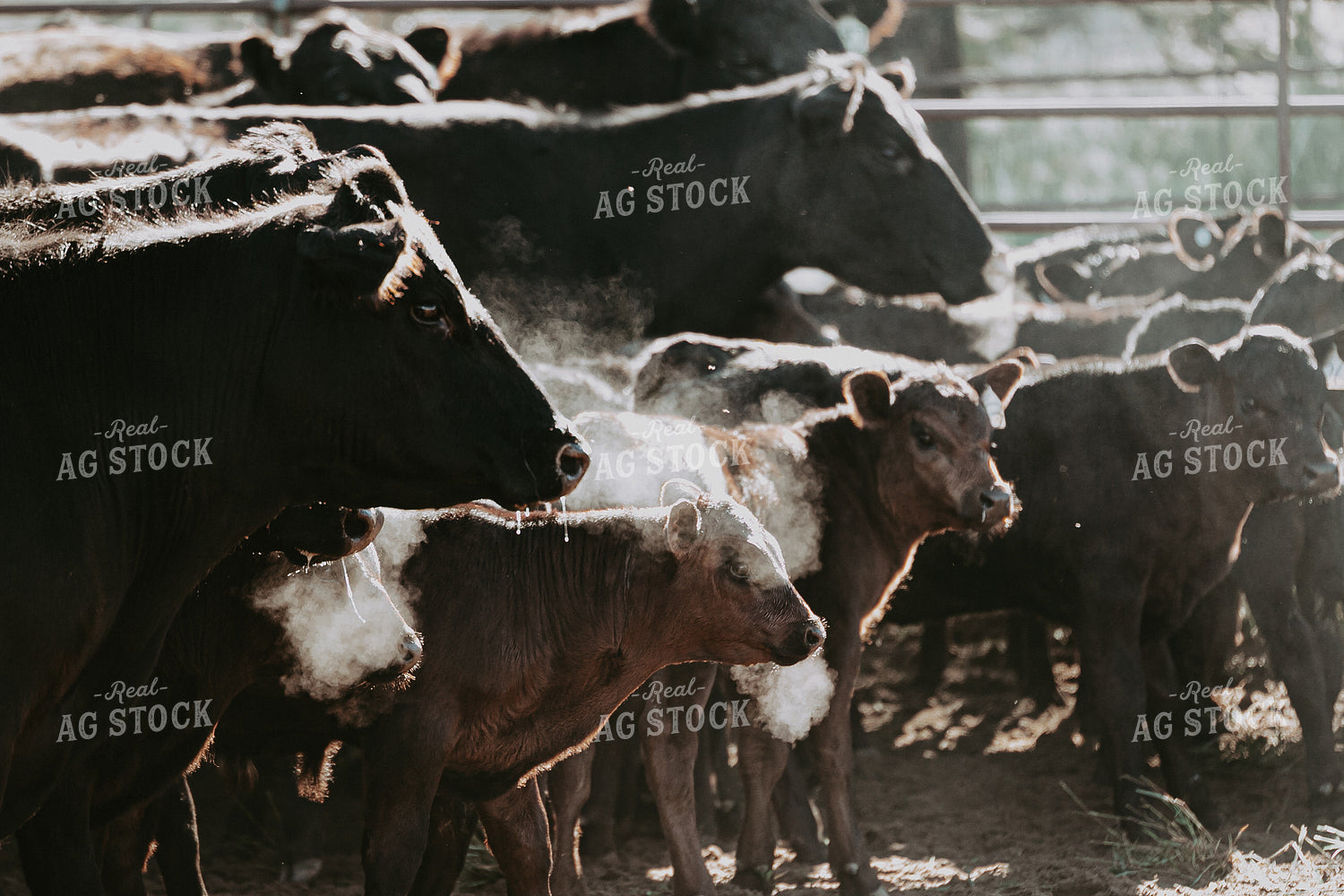 Cow Calf Pairs 202012