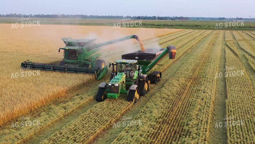 Rice Harvest 79464
