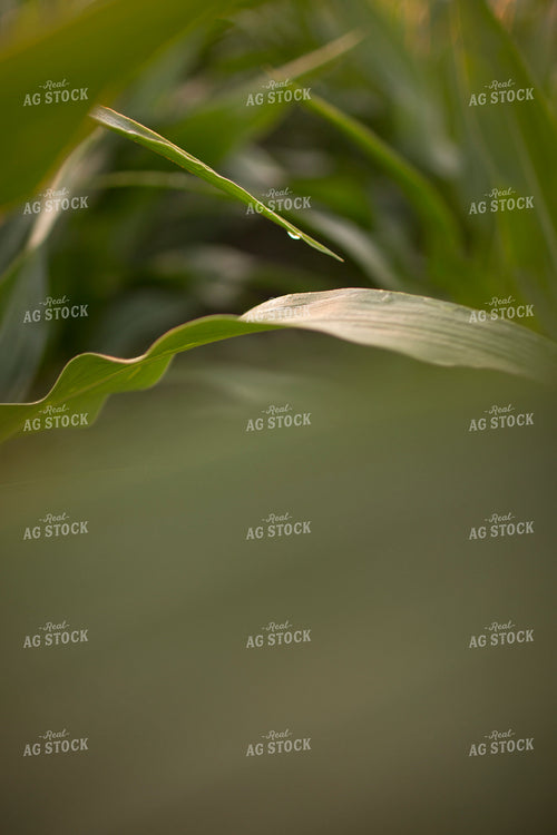 Corn - Mid-Season 1200