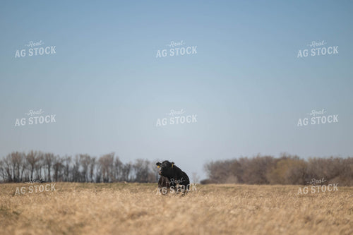 Cattle on Cornstalks 72167