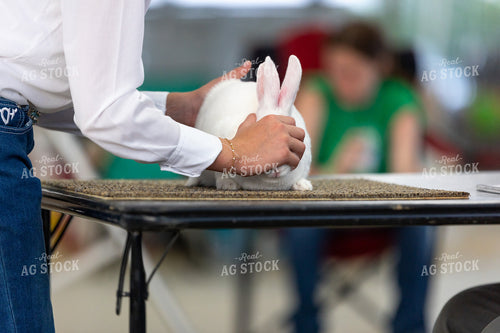 Showing Rabbits 295089