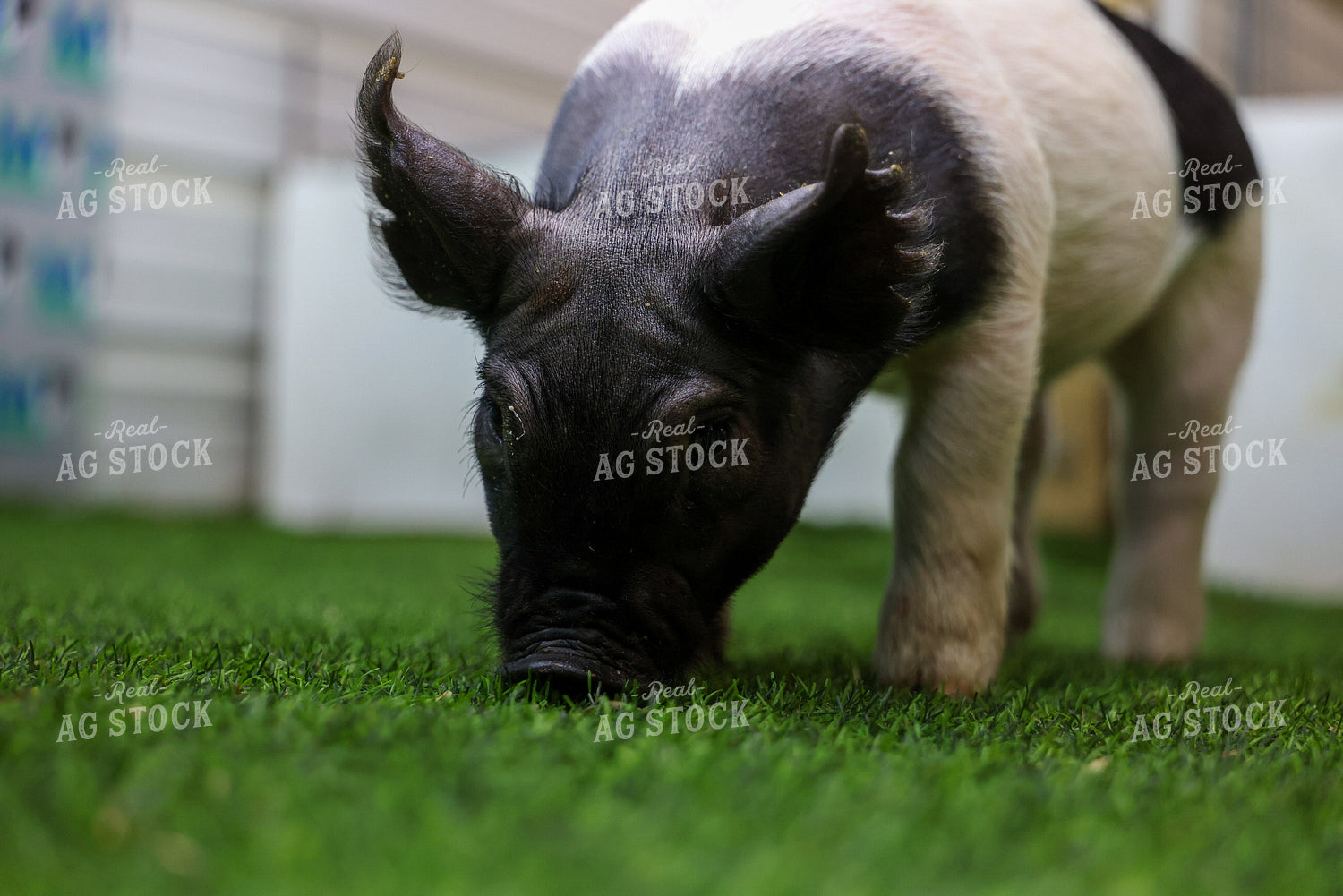 Show Pig 160384