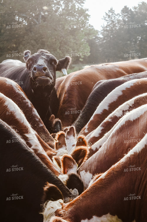 Cattle Eating in Pasture 125057