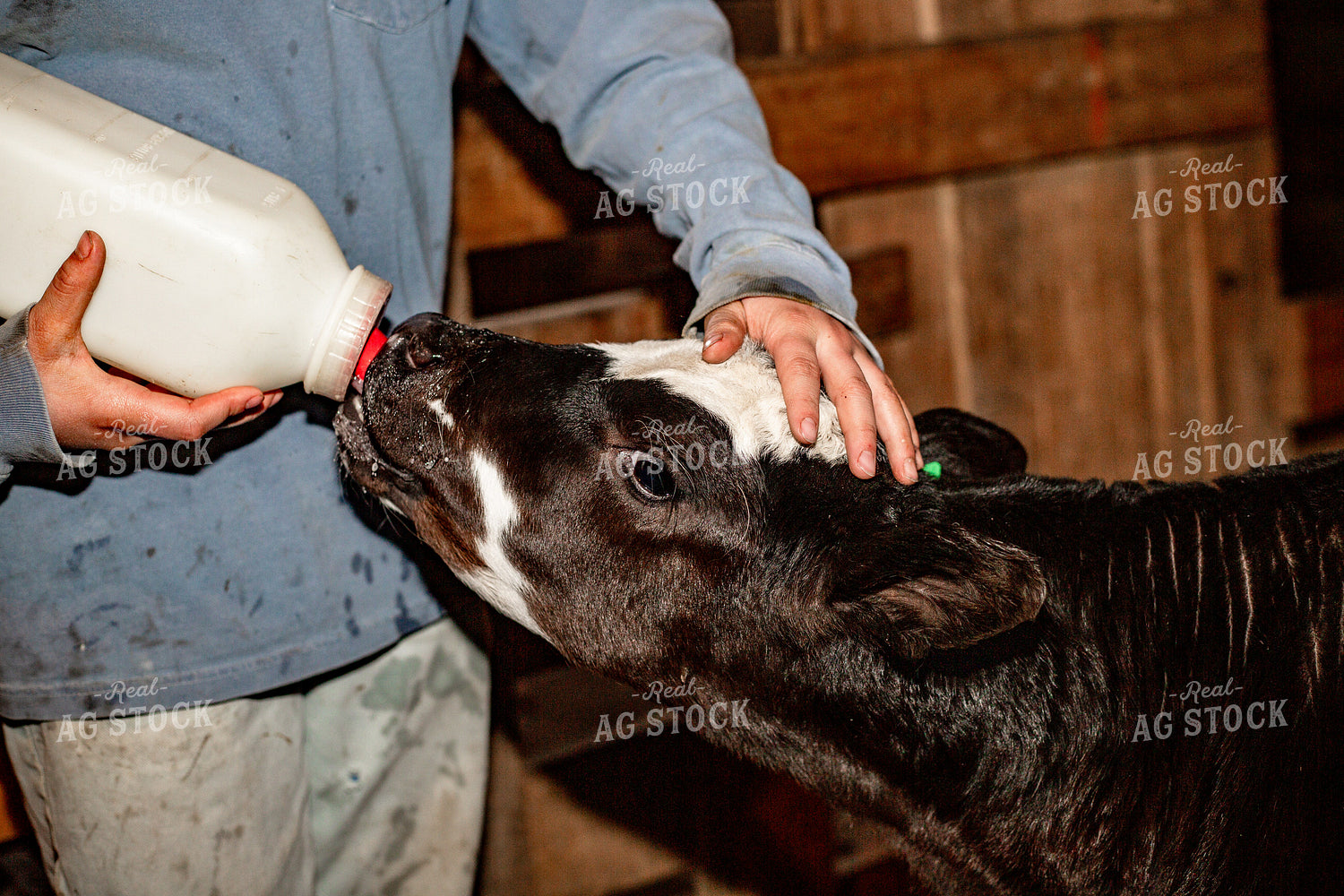 Feeding Bottle Calf 155378