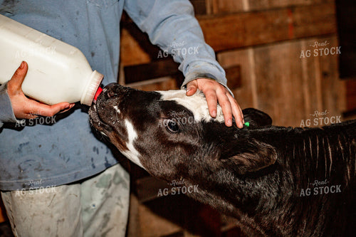 Feeding Bottle Calf 155378