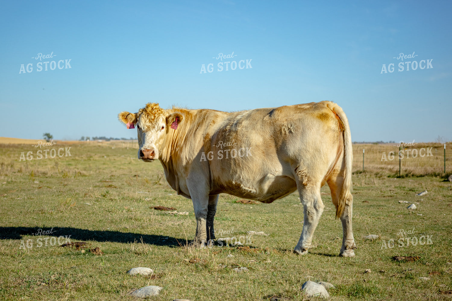 Cattle on Pasture 155327