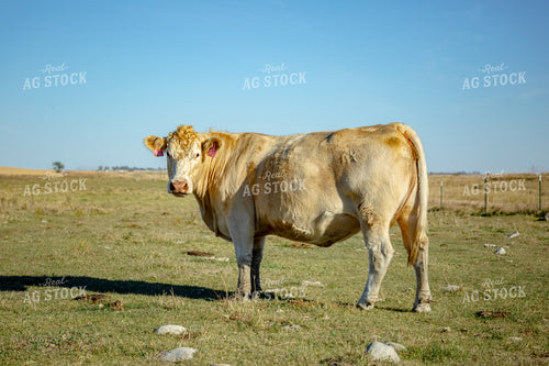 Cattle on Pasture 155327