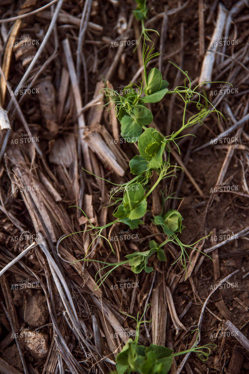 Pea Plants 76158