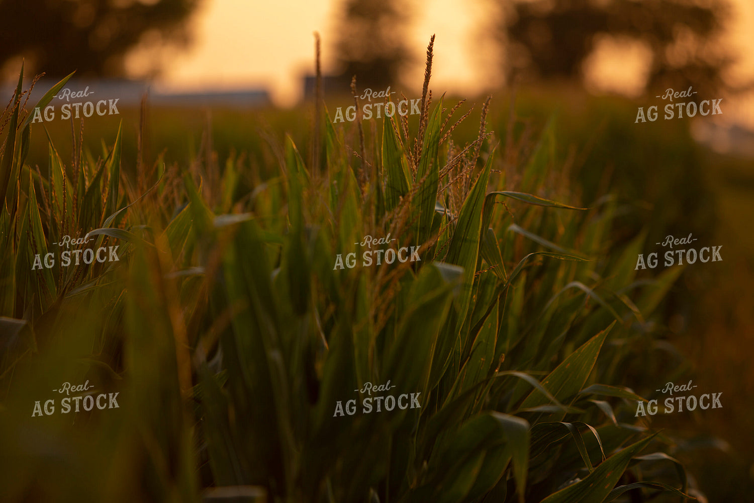 Corn - Mid-Season 2288