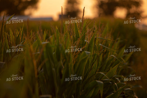 Corn - Mid-Season 2288