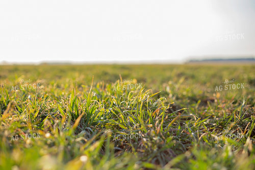 Midseason Rye 93262
