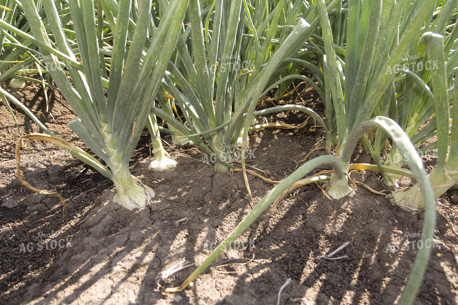 Onion Plant 105062