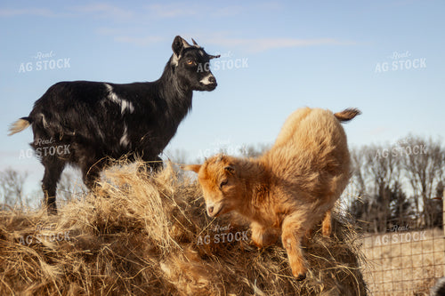 Nigerian Dwarf Goats 155157
