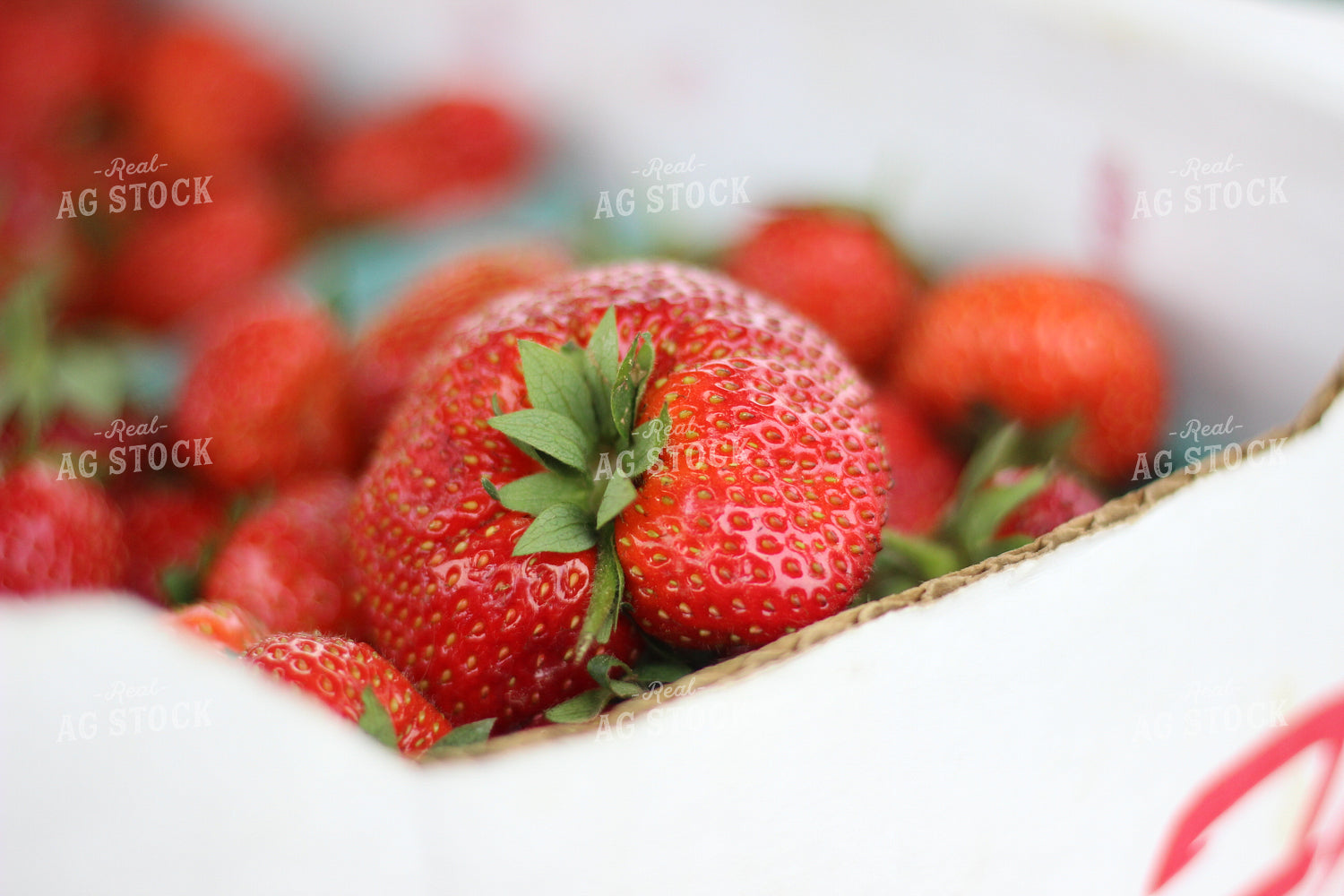 Strawberries 73053