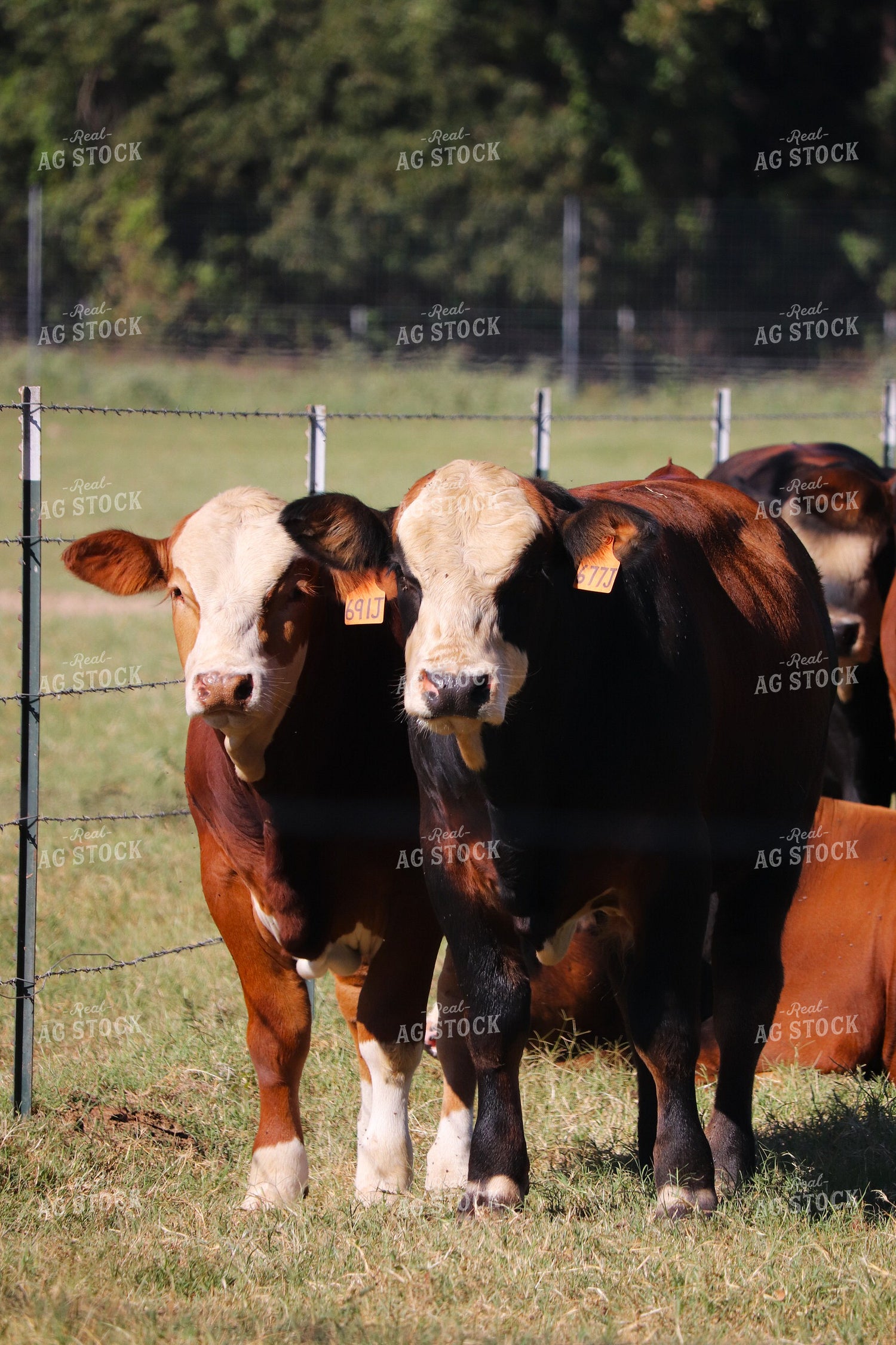 Simbrah Cattle in Pasture 102008