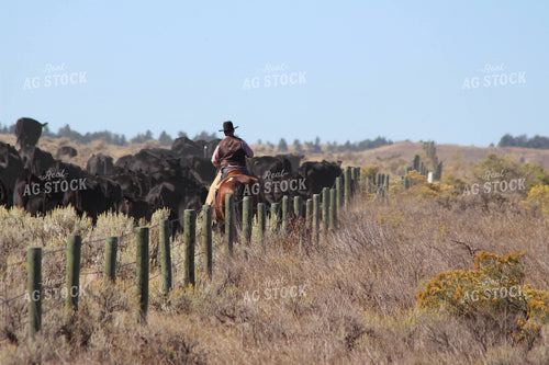 Man Riding Horse in Cattle Pasture 63026