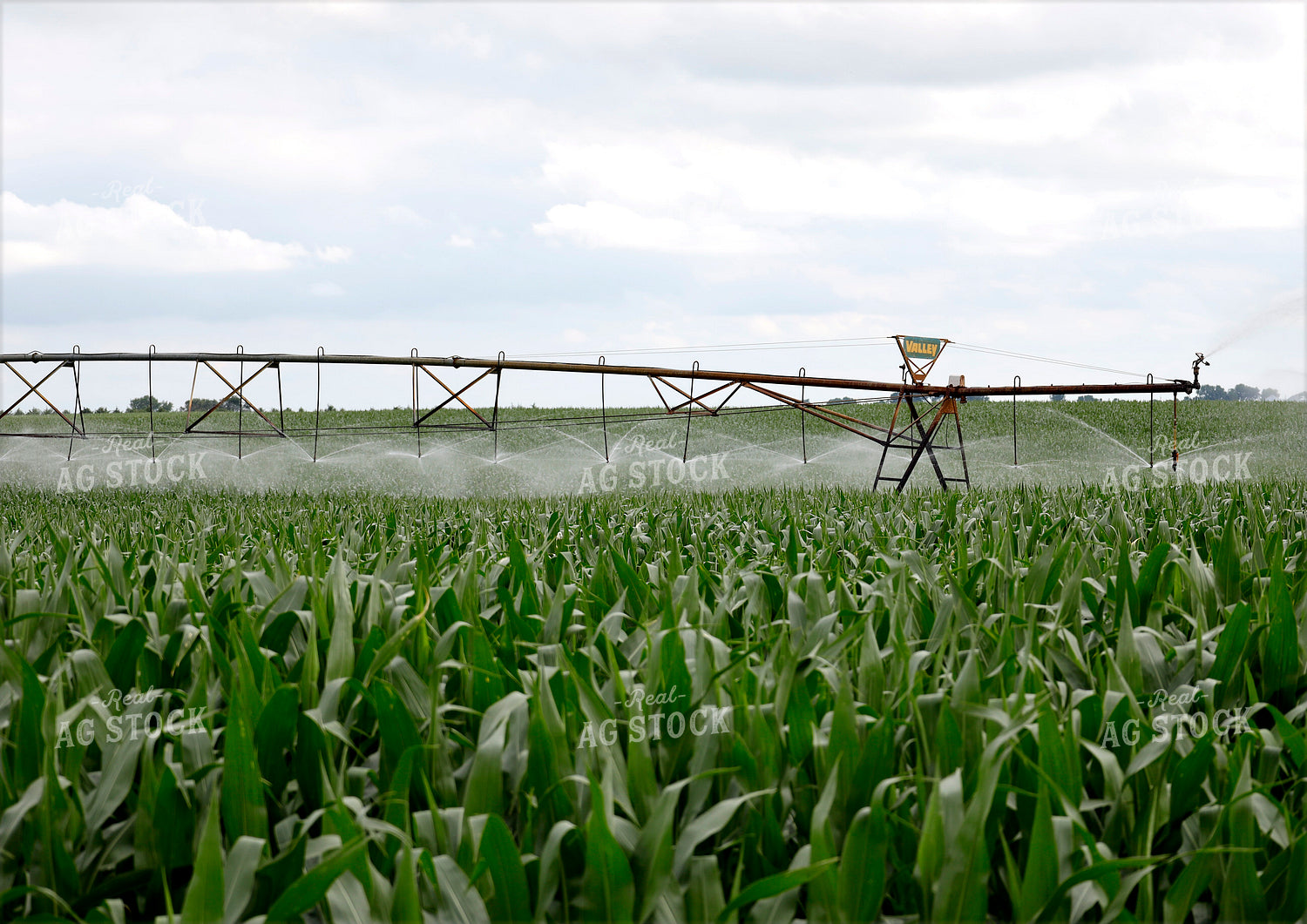 Irrigating Corn Field 141612