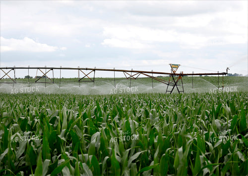 Irrigating Corn Field 141612