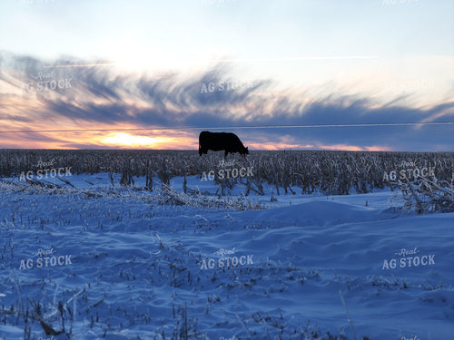 Cattle Grazing on Snow Covered Corn Field 239097