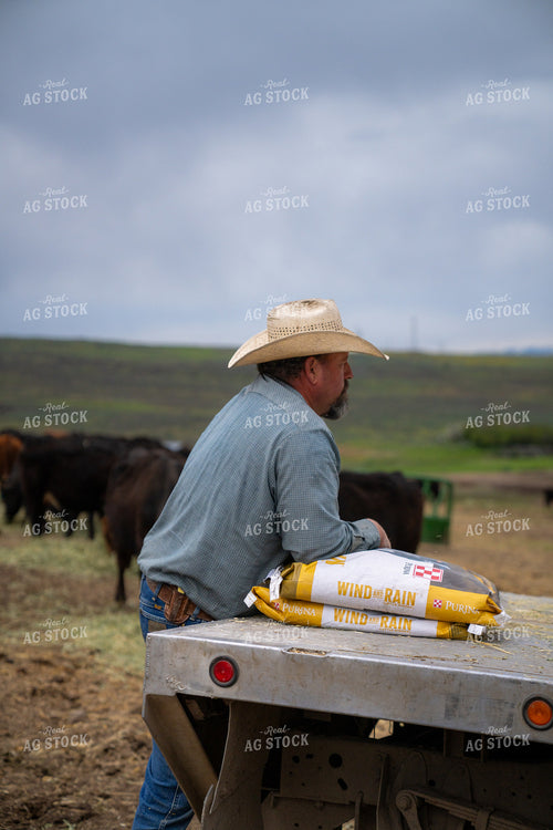 Man Observing Ranch Scene with Livestock and Feed Bags Under Cloudy Sky 65333