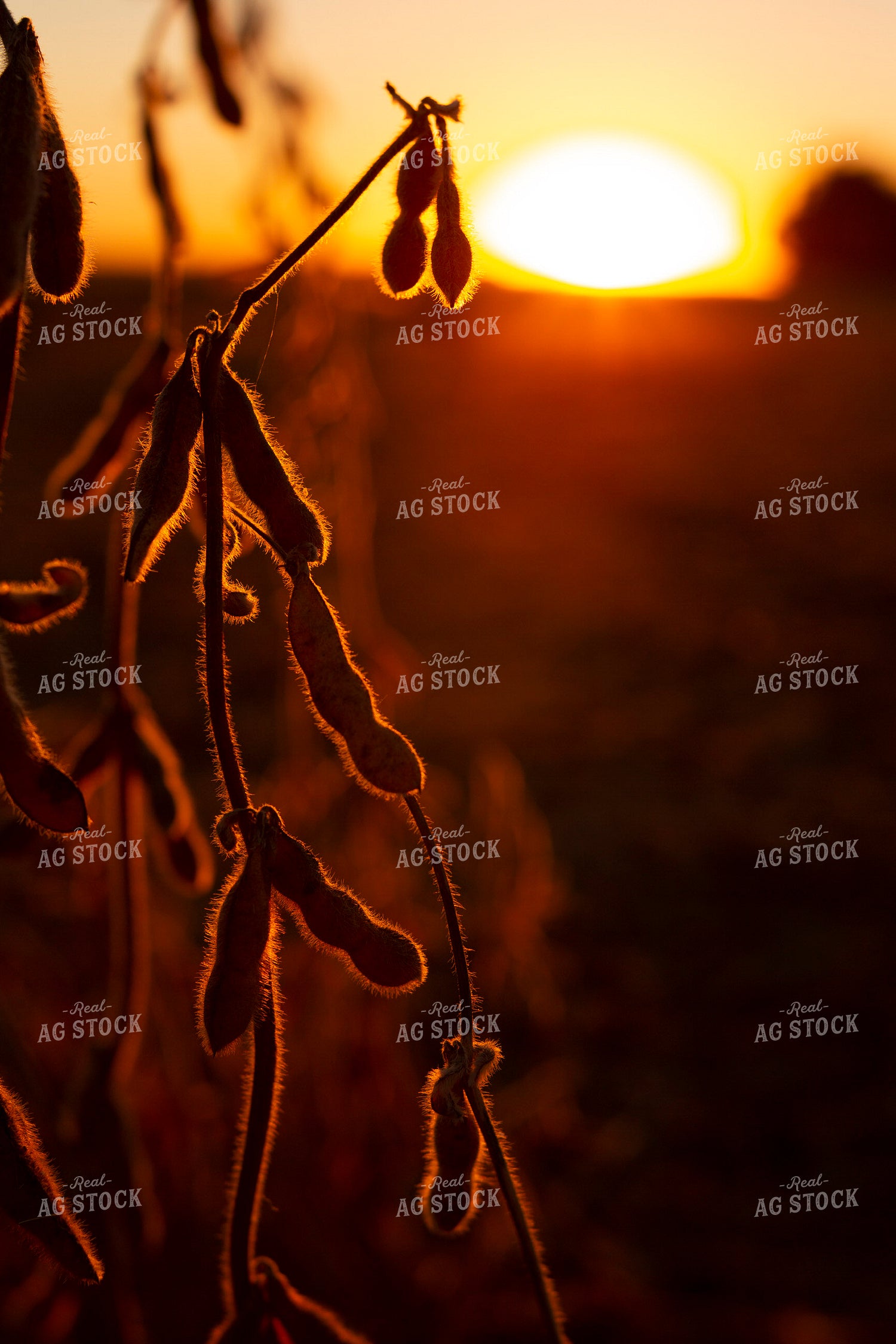 Soybeans - Dry 1533