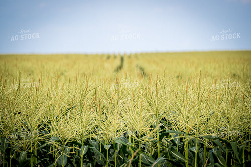 Corn Tassels 250074