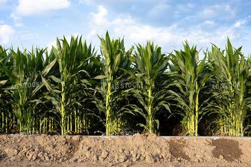 Gated Irrigation in Corn Field 65872