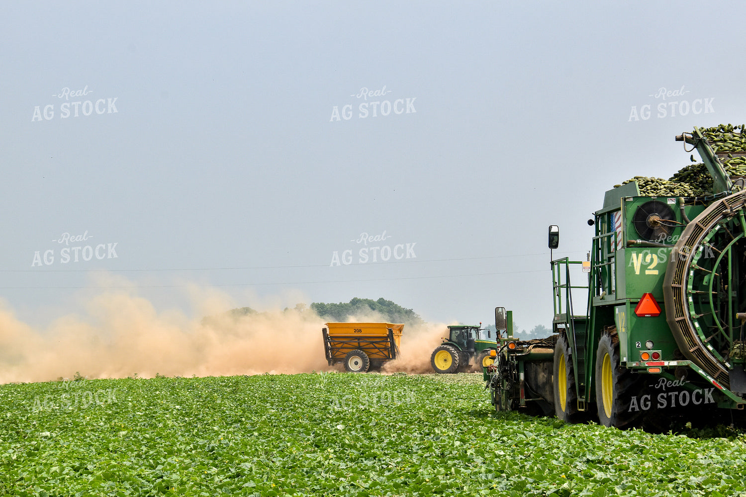Cucumber Harvest 84163