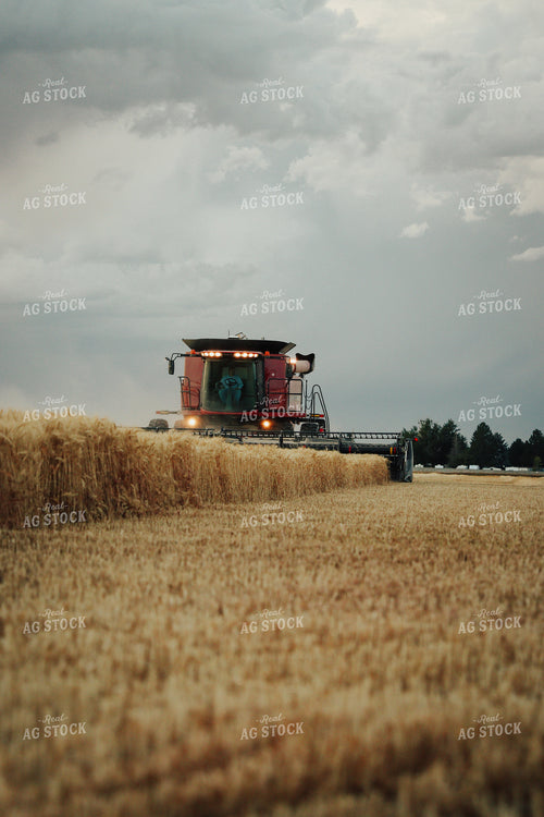 Wheat Harvest 83154