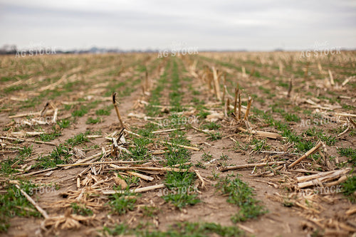 Early Growth Wheat 93014
