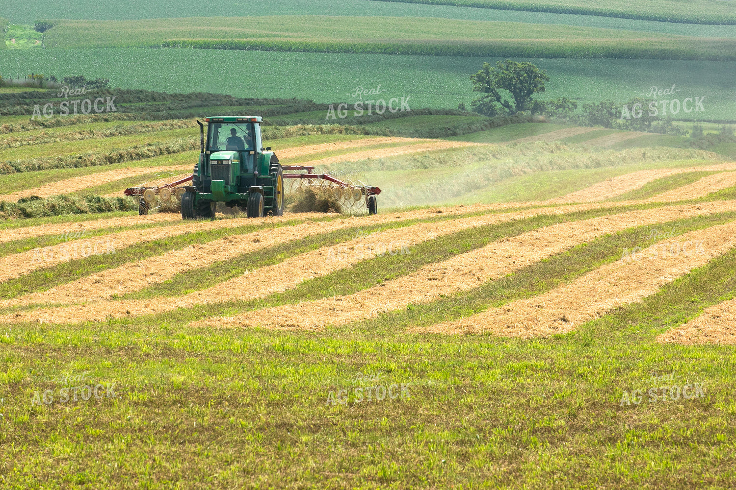 Raking Hay 145028