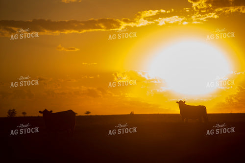 Cattle 1697