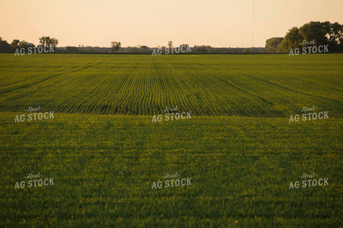 Green Wheat Field 5440