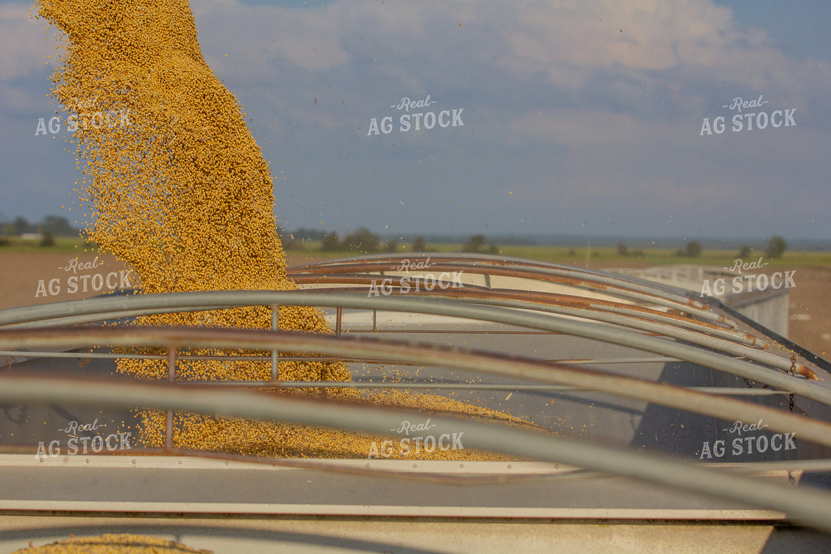 Unloading Harvested Rice 291116