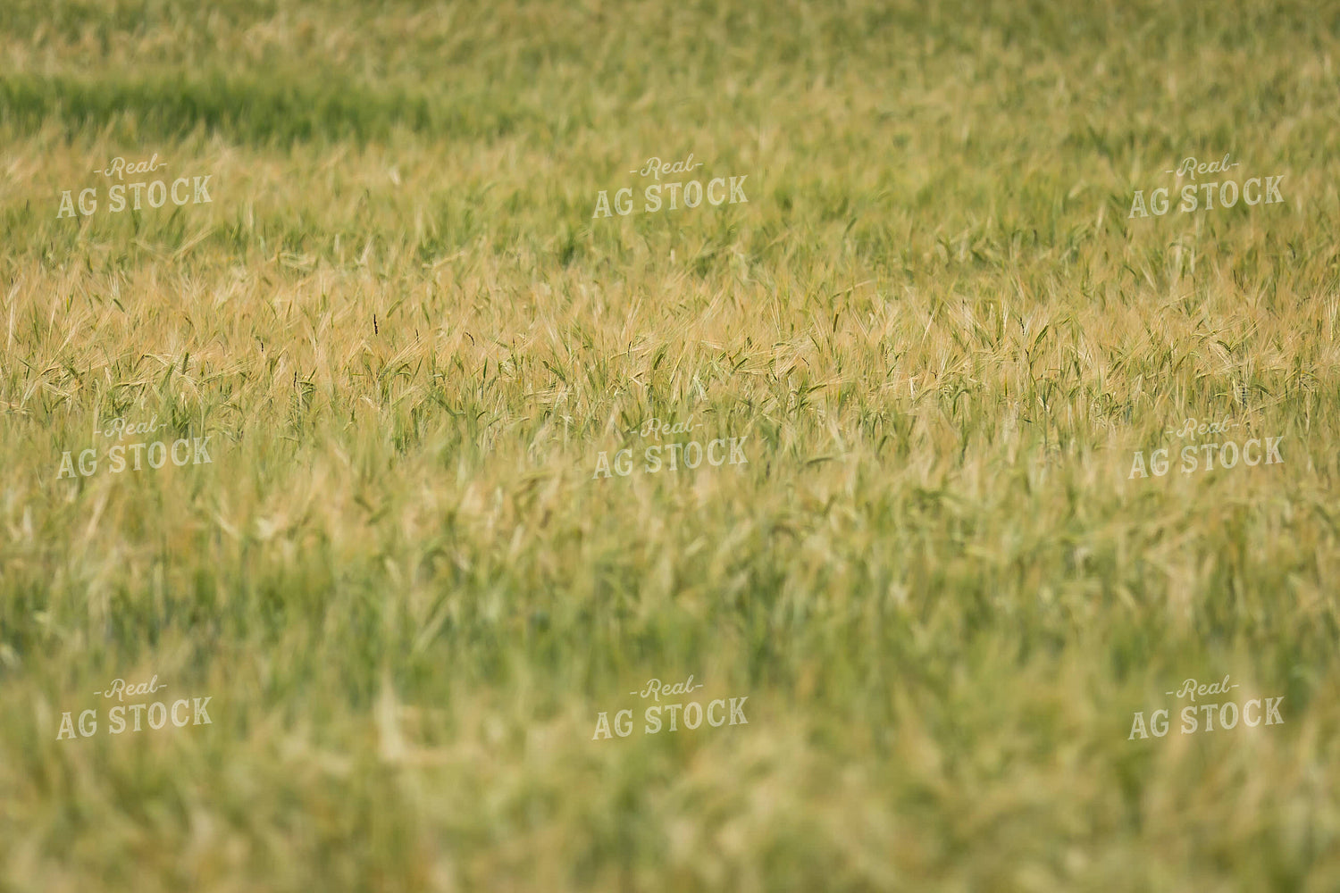 Barley 138065