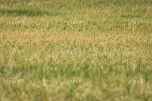 Barley 138065