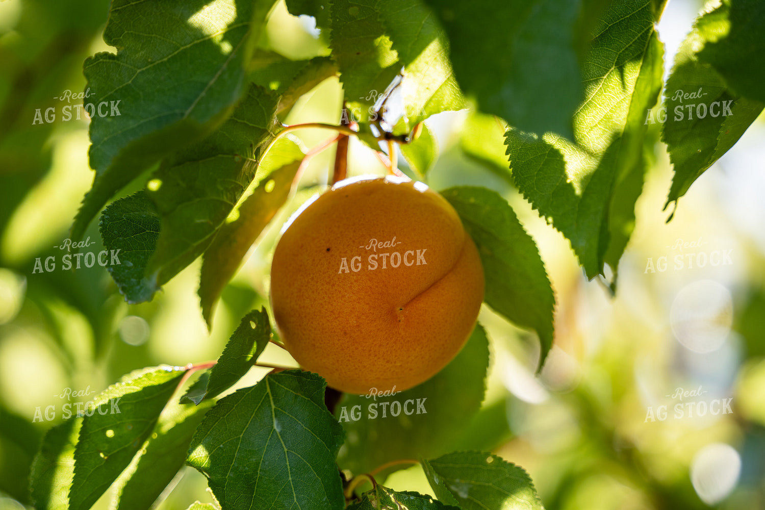 Apricots 65789