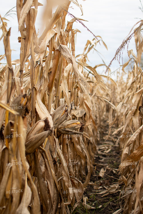 Dried Corn 50437