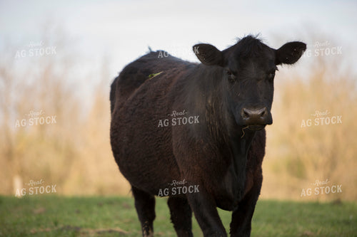 Cattle 1621